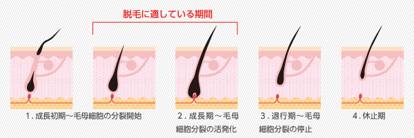 成長期から休止期までのイメージ